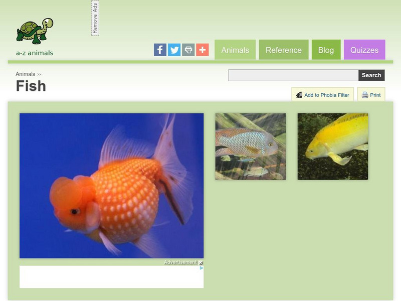 A Z Animals: Animal Facts: Fish Handout A Z Animals: Animal Facts: Fish Handout