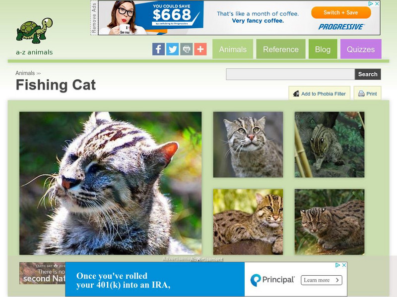 A Z Animals: Animal Facts: Fishing Cat (Prionailurus Viverrinus) Handout A Z Animals: Animal Facts: Fishing Cat (Prionailurus Viverrinus) Handout