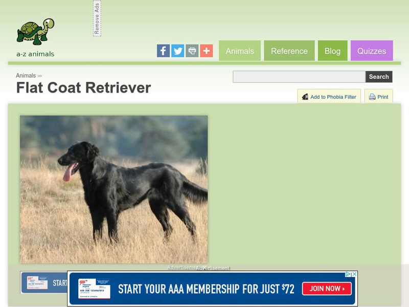 A Z Animals: Animal Facts: Flat Coat Retriever Handout A Z Animals: Animal Facts: Flat Coat Retriever Handout