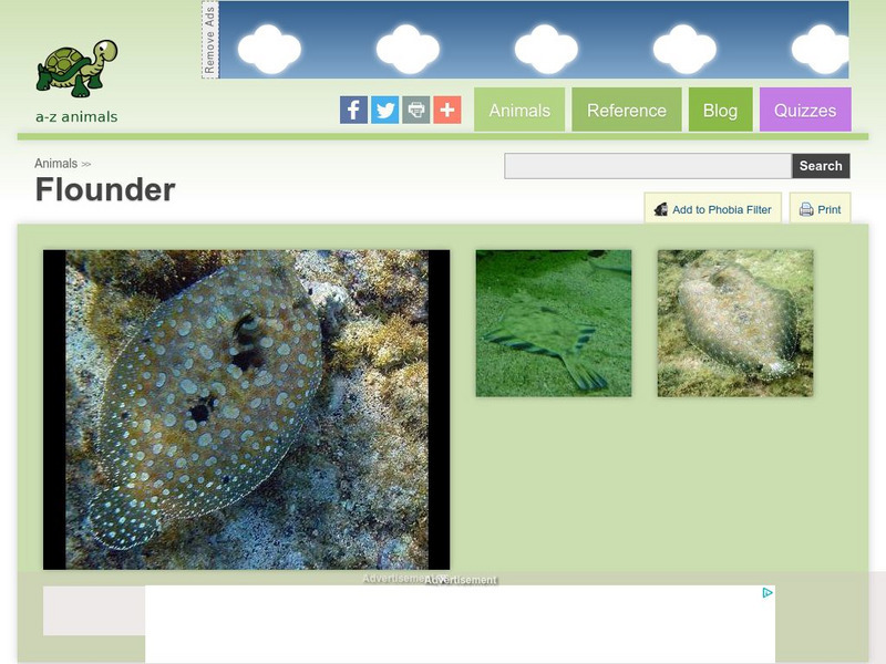 A Z Animals: Animal Facts: Flounder (Paralichthys) Handout A Z Animals: Animal Facts: Flounder (Paralichthys) Handout