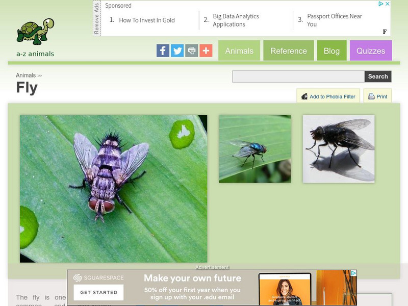 A Z Animals: Animal Facts: Fly (Diptera) Handout