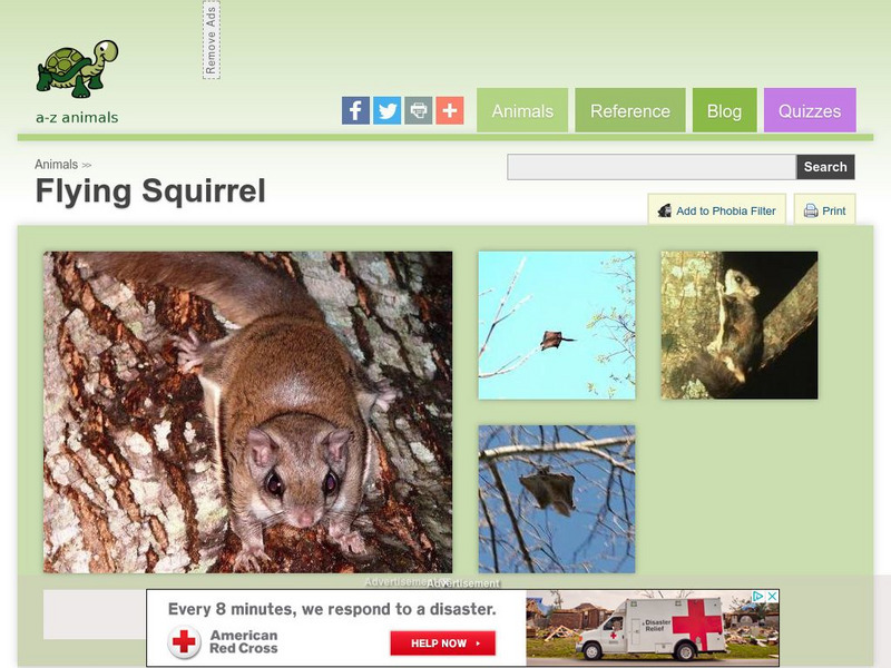 A Z Animals: Animal Facts: Flying Squirrel (Pteromyini) Handout A Z Animals: Animal Facts: Flying Squirrel (Pteromyini) Handout