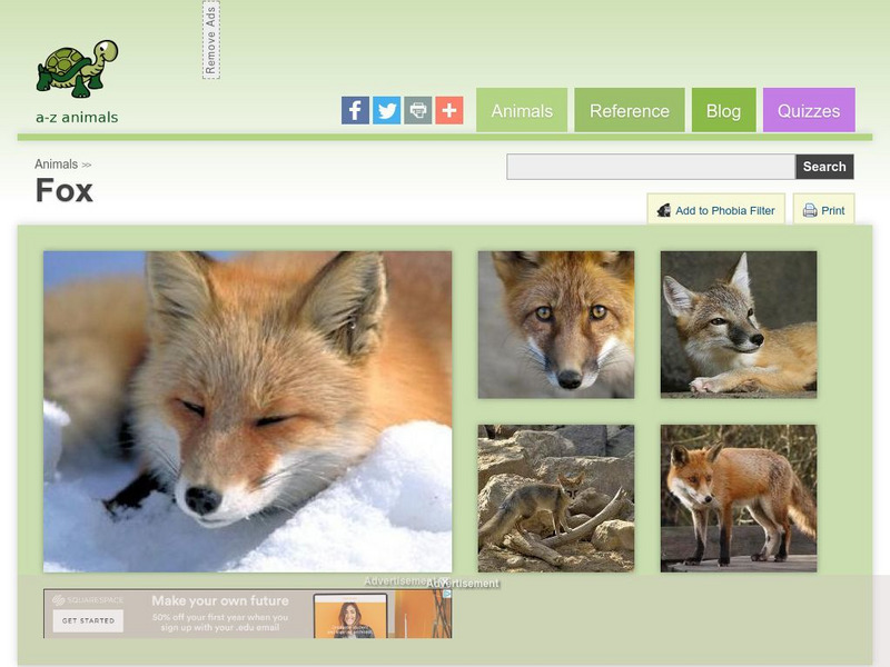 A Z Animals: Animal Facts: Fox (Vulpes Vulpes) Handout A Z Animals: Animal Facts: Fox (Vulpes Vulpes) Handout