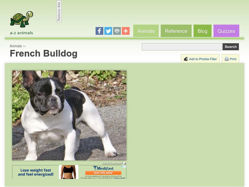 A Z Animals: Animal Facts: French Bulldog Handout A Z Animals: Animal Facts: French Bulldog Handout
