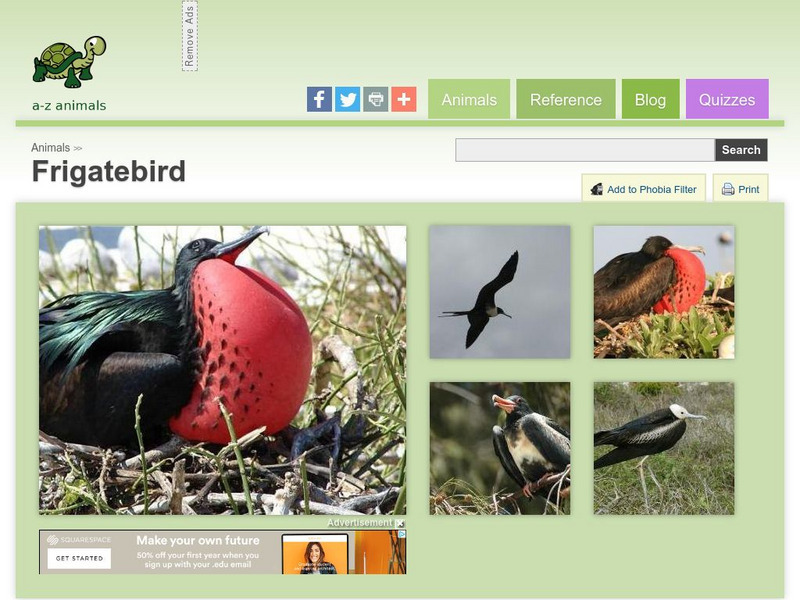 A Z Animals: Animal Facts: Frigatebird (Fregata) Handout A Z Animals: Animal Facts: Frigatebird (Fregata) Handout