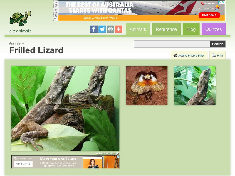 A Z Animals: Animal Facts: Frilled Lizard (Chlamydosaurus Kingii) Handout