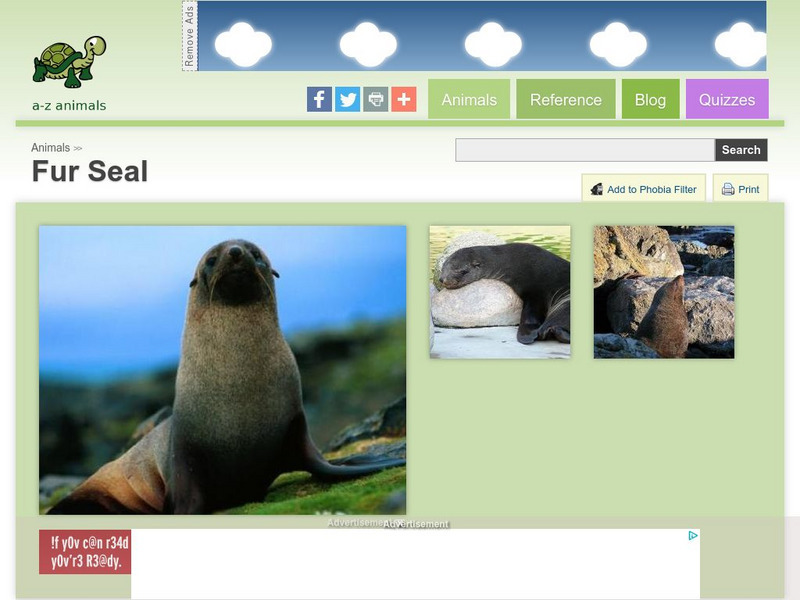A Z Animals: Animal Facts: Fur Seal (Arctocephalinae) Handout