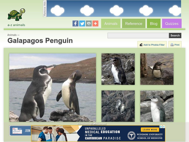 A Z Animals: Animal Facts: Galapagos Penguin (Spheniscus Mendiculus) Handout