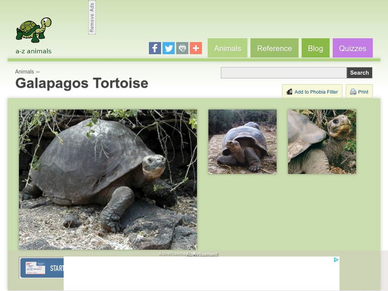 A Z Animals: Animal Facts: Galapagos Tortoise (Geochelone Nigra) Handout A Z Animals: Animal Facts: Galapagos Tortoise (Geochelone Nigra) Handout
