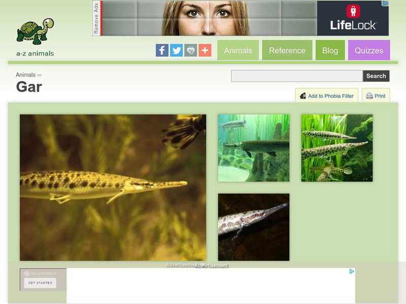 A Z Animals: Animal Facts: Gar (Lepisosteidae) Handout for 9th - 10th ...