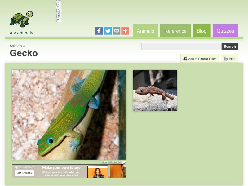 A Z Animals: Animal Facts: Gecko (Gekkonidae) Handout