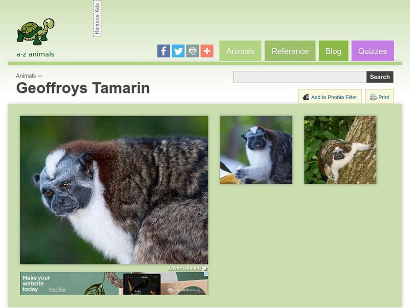 A Z Animals: Animal Facts: Geoffroys Tamarin (Saguinus Geoffroyi) Handout A Z Animals: Animal Facts: Geoffroys Tamarin (Saguinus Geoffroyi) Handout