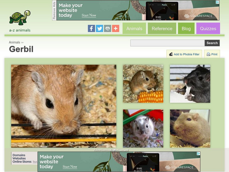 A Z Animals: Animal Facts: Gerbil (Gerbillinae) Handout A Z Animals: Animal Facts: Gerbil (Gerbillinae) Handout