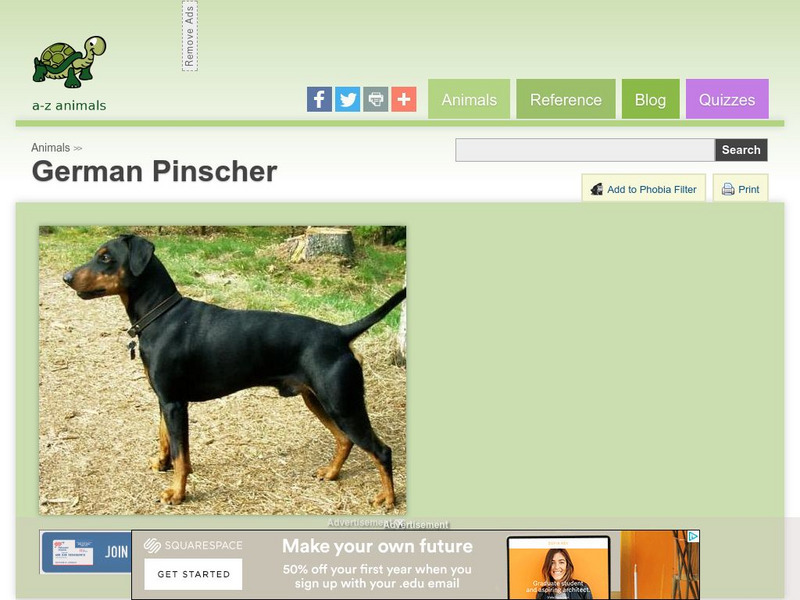 A Z Animals: Animal Facts: German Pinscher Handout A Z Animals: Animal Facts: German Pinscher Handout
