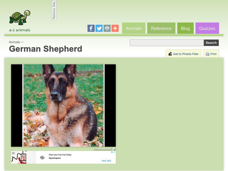 A Z Animals: Animal Facts: German Shepherd Handout A Z Animals: Animal Facts: German Shepherd Handout