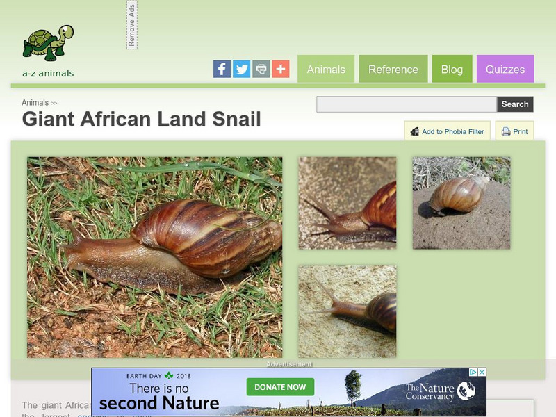 A Z Animals: Animal Facts: Giant African Land Snail (Achatina Fulica) Handout A Z Animals: Animal Facts: Giant African Land Snail (Achatina Fulica) Handout