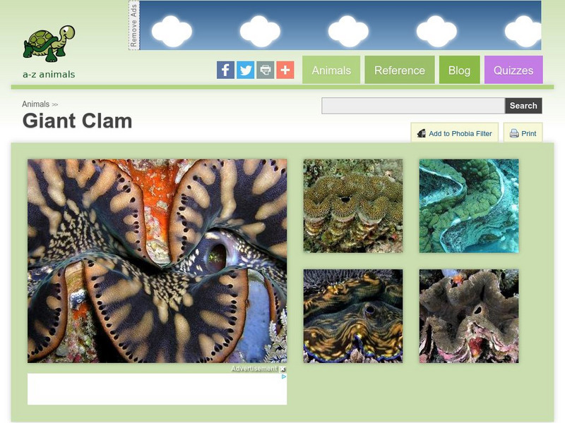 A Z Animals: Animal Facts: Giant Clam (Tridacna Gigas) Handout A Z Animals: Animal Facts: Giant Clam (Tridacna Gigas) Handout