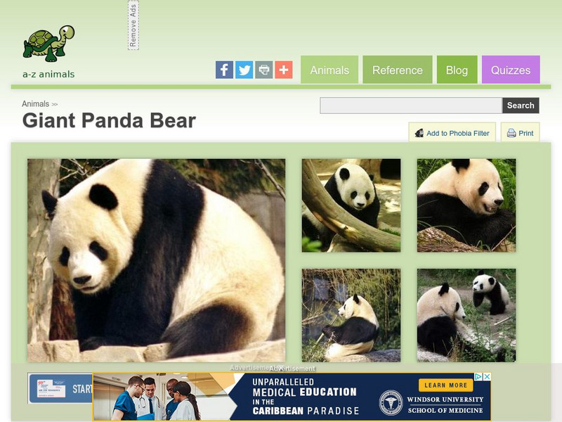 A Z Animals: Animal Facts: Giant Panda Bear (Ailuropoda Melanoleuca) Handout A Z Animals: Animal Facts: Giant Panda Bear (Ailuropoda Melanoleuca) Handout
