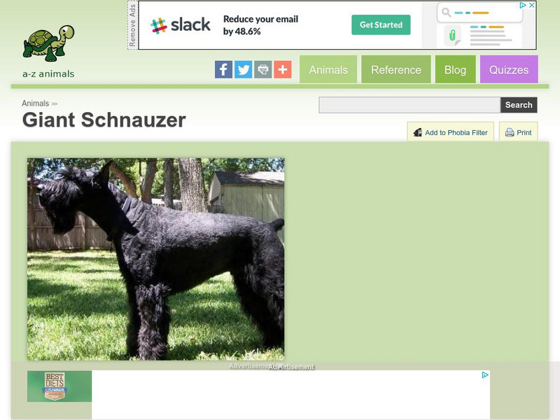 A Z Animals: Animal Facts: Giant Schnauzer Handout A Z Animals: Animal Facts: Giant Schnauzer Handout