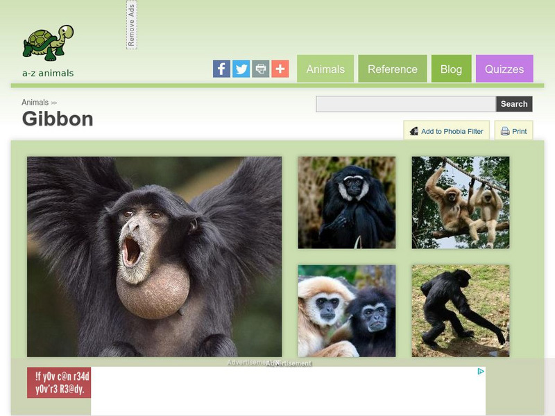 A Z Animals: Animal Facts: Gibbon (Hylobatidae) Handout A Z Animals: Animal Facts: Gibbon (Hylobatidae) Handout