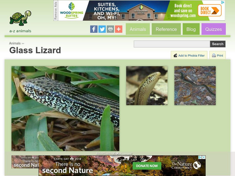 A Z Animals: Animal Facts: Glass Lizard (Ophisaurus) Handout A Z Animals: Animal Facts: Glass Lizard (Ophisaurus) Handout