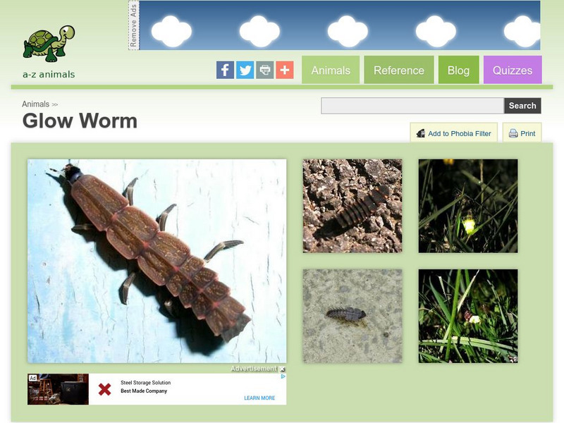 A Z Animals: Animal Facts: Glow Worm (Arachnocampa Luminosa) Handout A Z Animals: Animal Facts: Glow Worm (Arachnocampa Luminosa) Handout