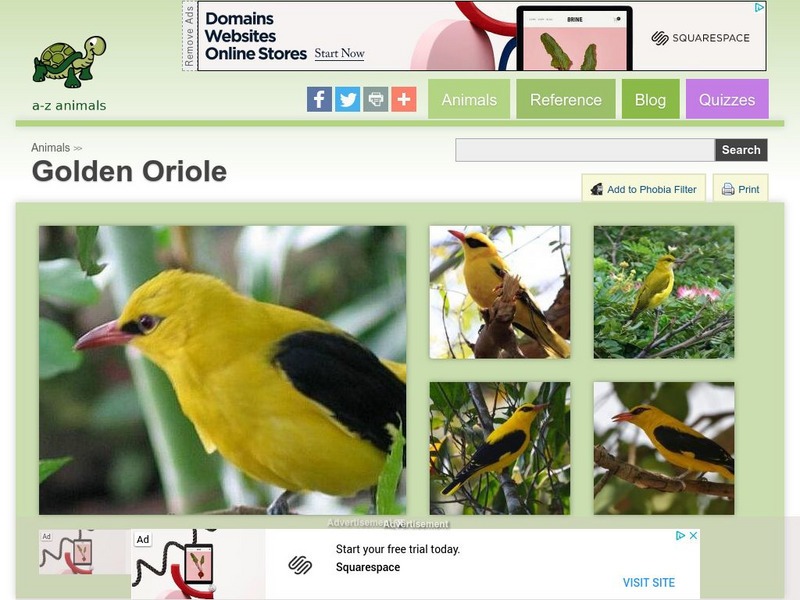 A Z Animals: Animal Facts: Golden Oriole (Oriolus Oriolus) Handout A Z Animals: Animal Facts: Golden Oriole (Oriolus Oriolus) Handout