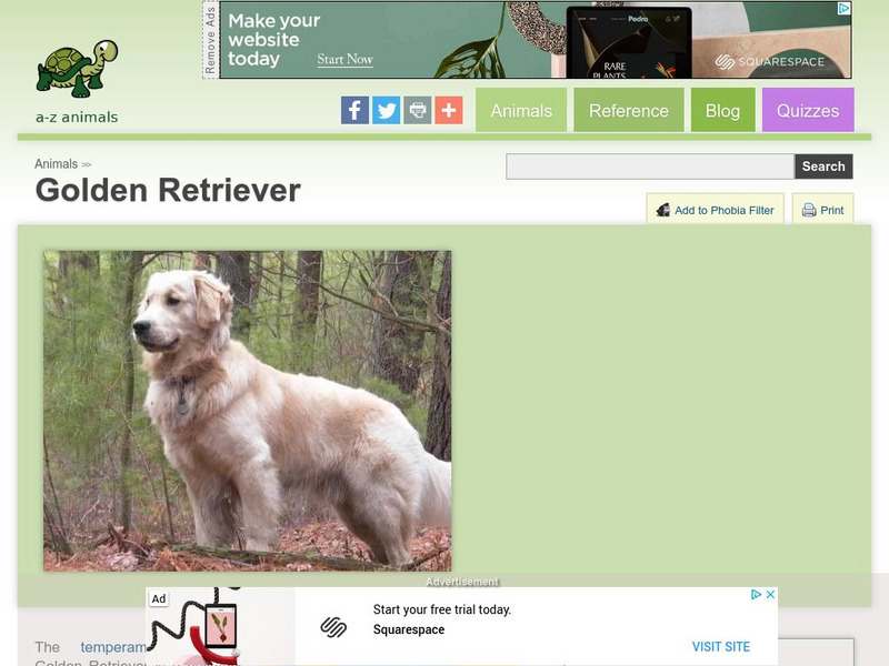 A Z Animals: Animal Facts: Golden Retriever Handout A Z Animals: Animal Facts: Golden Retriever Handout