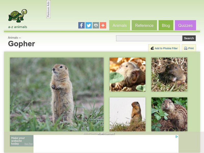 A Z Animals: Animal Facts: Gopher (Spermophilus Richardsonii) Handout A Z Animals: Animal Facts: Gopher (Spermophilus Richardsonii) Handout
