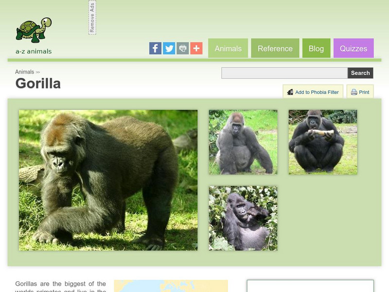 A Z Animals: Animal Facts: Gorilla (Troglodytes Gorilla) Handout A Z Animals: Animal Facts: Gorilla (Troglodytes Gorilla) Handout