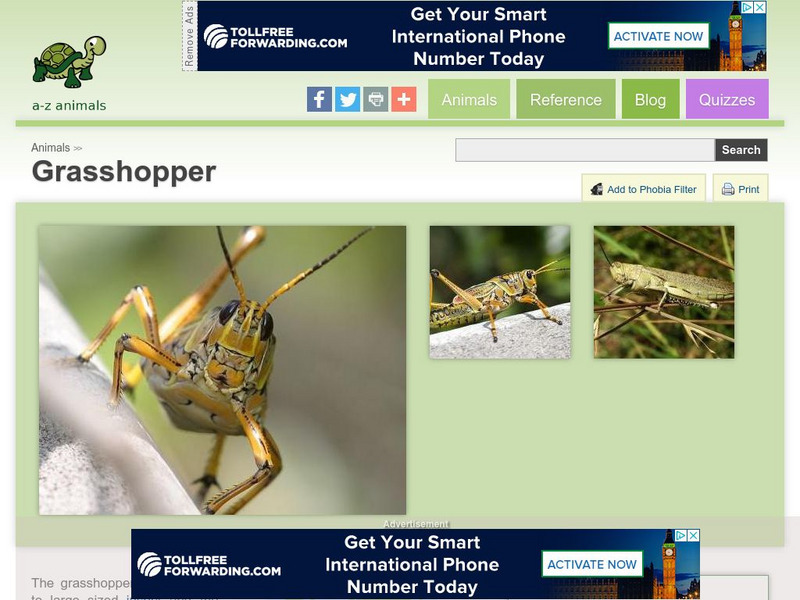 A Z Animals: Animal Facts: Grasshopper (Caelifera) Handout A Z Animals: Animal Facts: Grasshopper (Caelifera) Handout