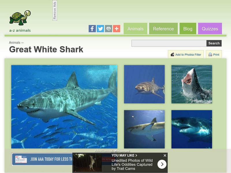 A Z Animals: Animal Facts: Great White Shark (Carcharodon Carcharias) Handout A Z Animals: Animal Facts: Great White Shark (Carcharodon Carcharias) Handout