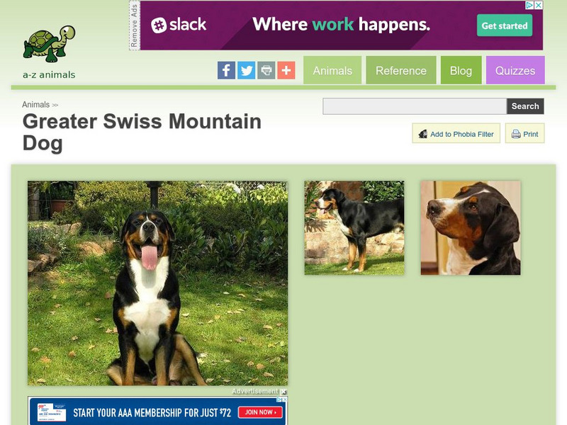 A Z Animals: Animal Facts: Greater Swiss Mountain Dog Handout A Z Animals: Animal Facts: Greater Swiss Mountain Dog Handout