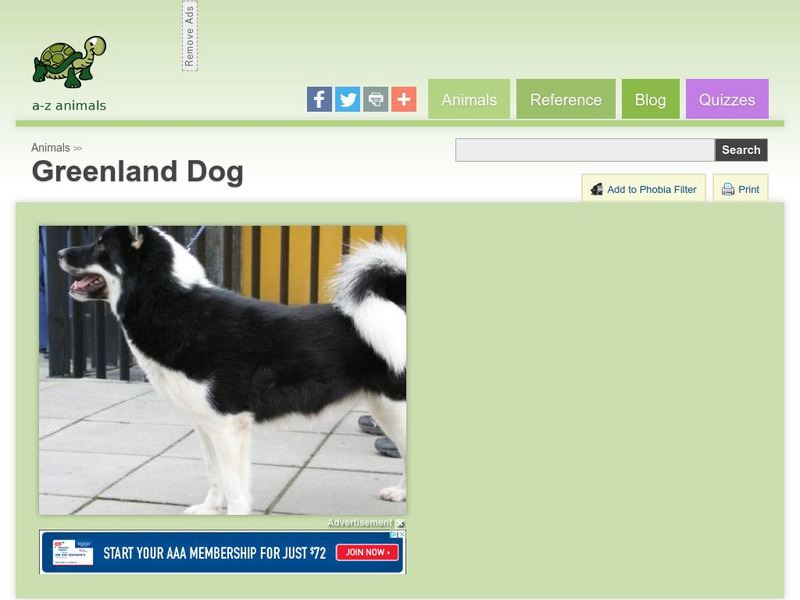 A Z Animals: Animal Facts: Greenland Dog Handout A Z Animals: Animal Facts: Greenland Dog Handout