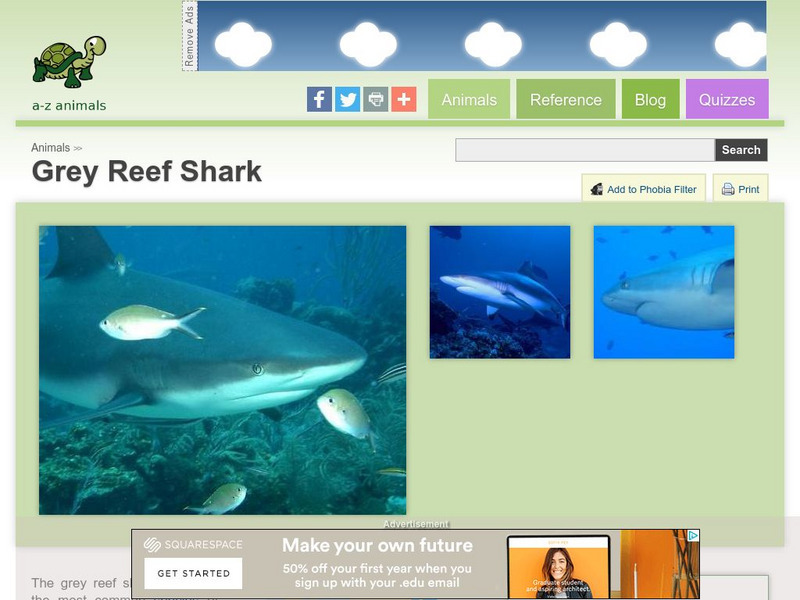 A Z Animals: Animal Facts: Grey Reef Shark (Carcharhinus Amblyrhynchos) Handout