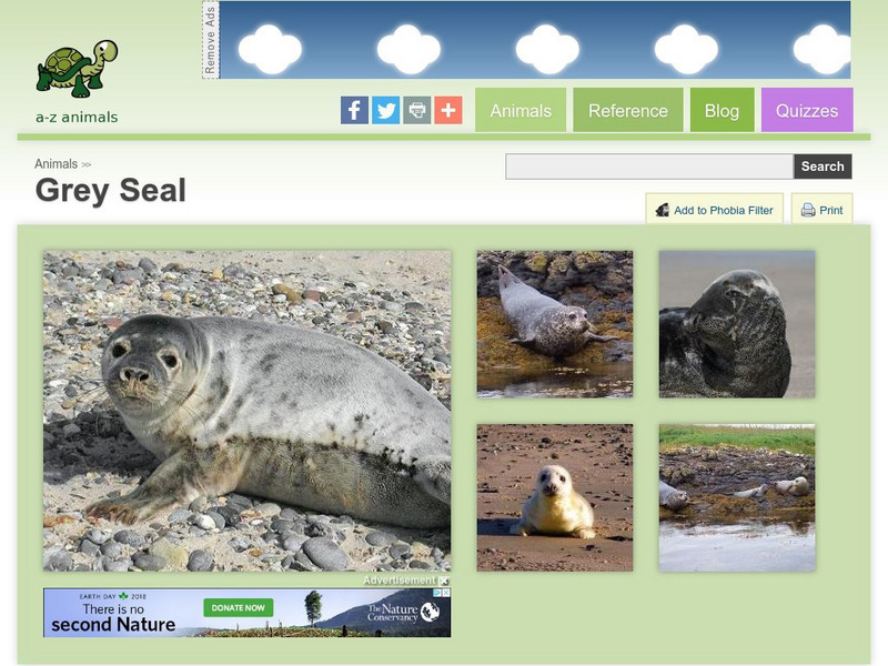 A Z Animals: Animal Facts: Grey Seal (Halichoerus Grypus) Handout A Z Animals: Animal Facts: Grey Seal (Halichoerus Grypus) Handout