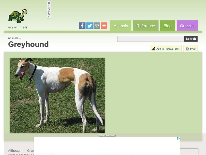 A Z Animals: Animal Facts: Greyhound Handout A Z Animals: Animal Facts: Greyhound Handout