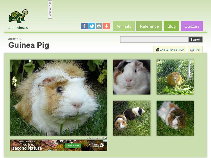 A Z Animals: Animal Facts: Guinea Pig (Cavia Porcellus) Handout A Z Animals: Animal Facts: Guinea Pig (Cavia Porcellus) Handout