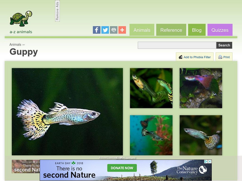 A Z Animals: Animal Facts: Guppy (Poecilia Reticulata) Handout A Z Animals: Animal Facts: Guppy (Poecilia Reticulata) Handout
