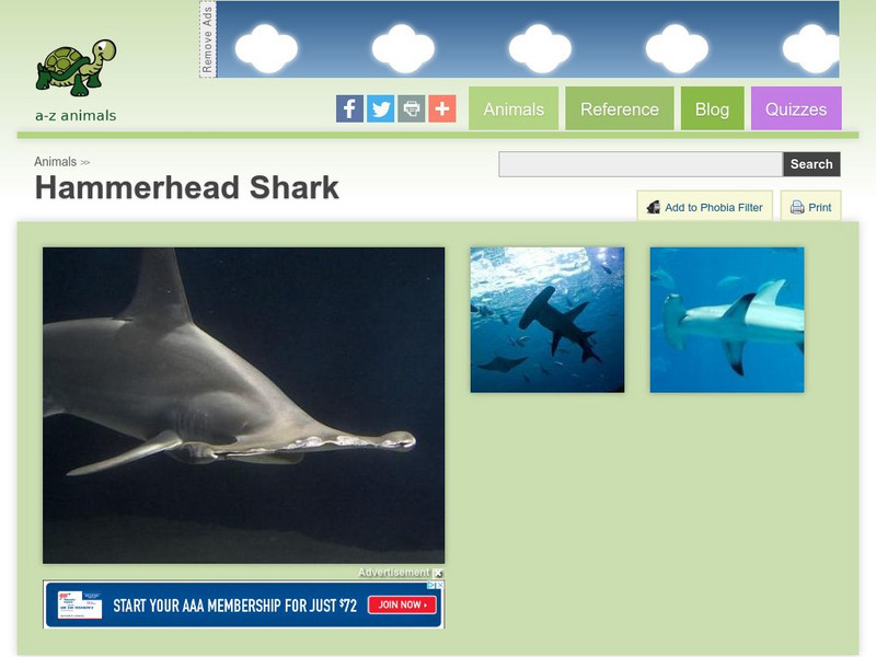 A Z Animals: Animal Facts: Hammerhead Shark (Sphyrna Zygaena) Handout