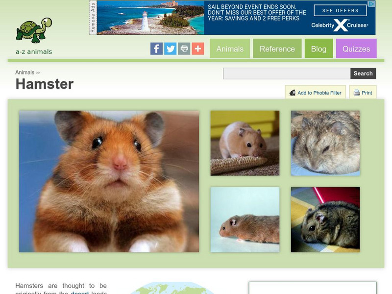 A Z Animals: Animal Facts: Hamster (Mesocricetus Auratus) Handout