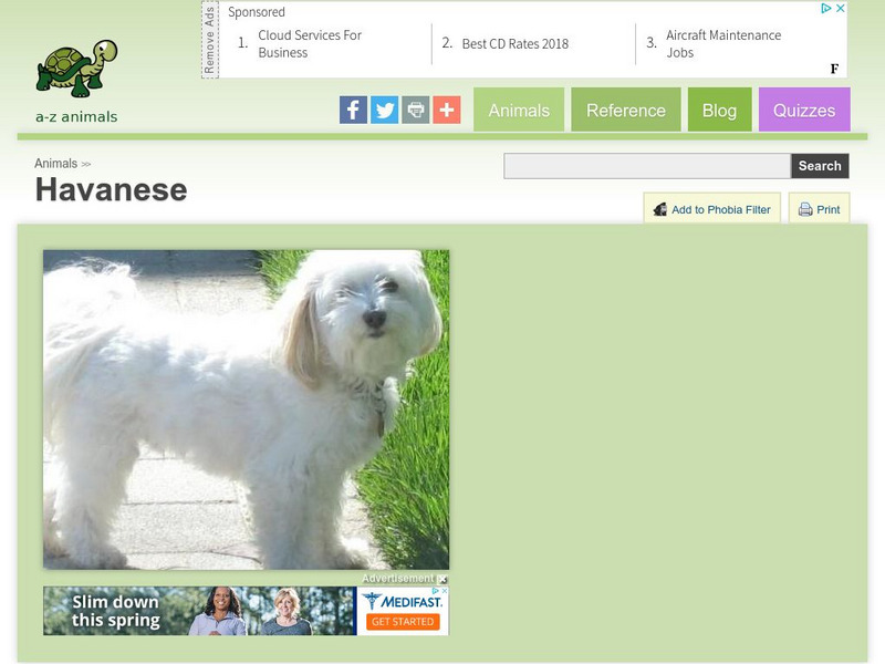 A Z Animals: Animal Facts: Havanese Handout A Z Animals: Animal Facts: Havanese Handout