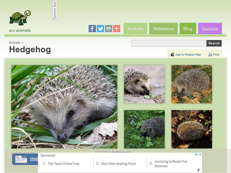 A Z Animals: Animal Facts: Hedgehog (Atelerix Albiventris) Handout