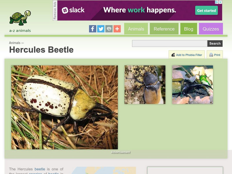 A Z Animals: Animal Facts: Hercules Beetle (Dynastes Hercules ) Handout