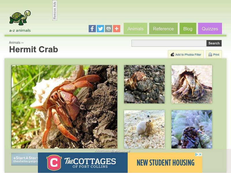A Z Animals: Animal Facts: Hermit Crab (Paguroidea) Handout
