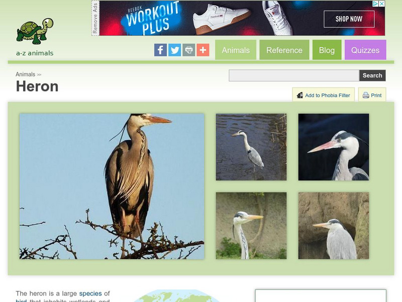 A Z Animals: Animal Facts: Heron (Ardeidae) Handout A Z Animals: Animal Facts: Heron (Ardeidae) Handout
