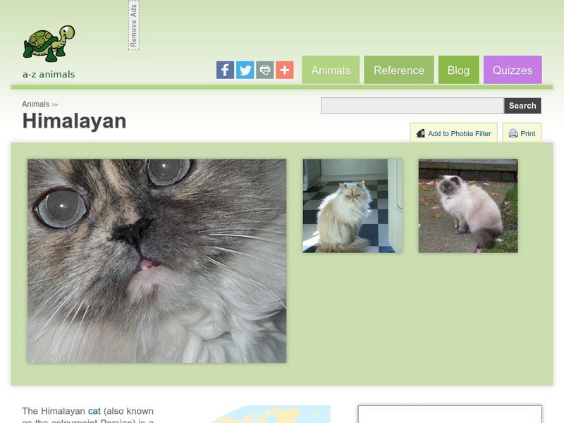 A Z Animals: Animal Facts: Himalayan Handout A Z Animals: Animal Facts: Himalayan Handout