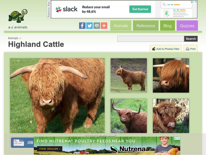 A Z Animals: Animal Facts: Highland Cattle (Bos Taurus) Handout A Z Animals: Animal Facts: Highland Cattle (Bos Taurus) Handout