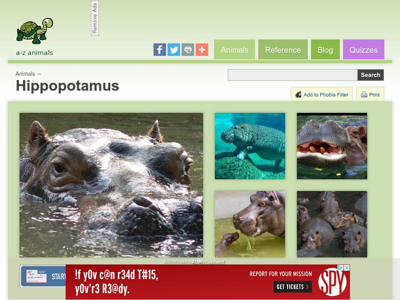 A Z Animals: Animal Facts: Hippopotamus (Hippopotamus Amphibius) Handout A Z Animals: Animal Facts: Hippopotamus (Hippopotamus Amphibius) Handout