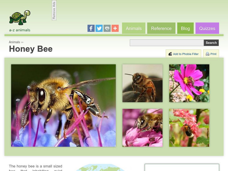 A Z Animals: Animal Facts: Honey Bee (Apis) Handout A Z Animals: Animal Facts: Honey Bee (Apis) Handout